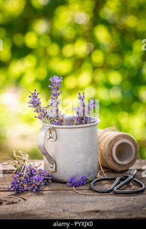 Homegrown und frischem Lavendel im Sommergarten Stockfoto