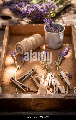 Frisch geernteten Lavendel Vorbereitung home Trocknung Stockfoto