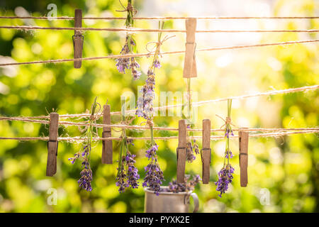 Homegrown und frischem Lavendel auf der Wäscheleine getrocknet Stockfoto