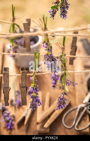 Homegrown und frischem Lavendel bereit, in die Landschaft zu trocknen Stockfoto