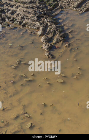 Schweren Traktor Reifen Spuren im schlammigen Wasser Pfütze hohl in der Agrarwirtschaft. Metapher Stick im Schlamm, matschigen Textur, schlammige Oberfläche, Schlamm, winter Schlamm Stockfoto