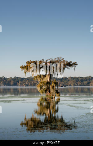 Cypress Baum im Herbst See Martinm Louisiana Stockfoto