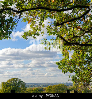 Blätter auf einer Eiche Ändern der Farbe im Herbst Sonnenschein Stockfoto