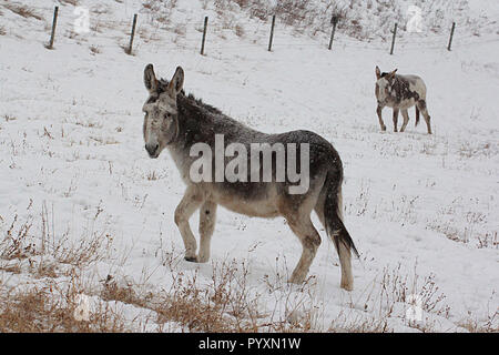 Paar von inländischen Esel im Winter Stockfoto