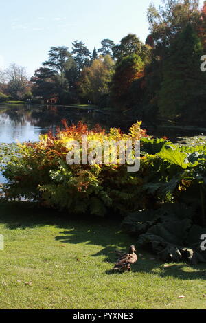 Ente stehend auf grassy Bank durch Büsche und einem See mit Holz Stockfoto