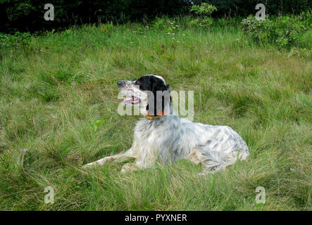 English Setter Jagdhund auf einem Hintergrund von Gras und Wald Stockfoto