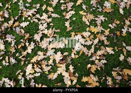 Eiche Blätter und Eicheln auf grünem Gras Stockfoto