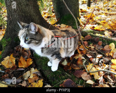 Dreifarbige Katze auf dem Kabelbaum im Herbst Park Stockfoto