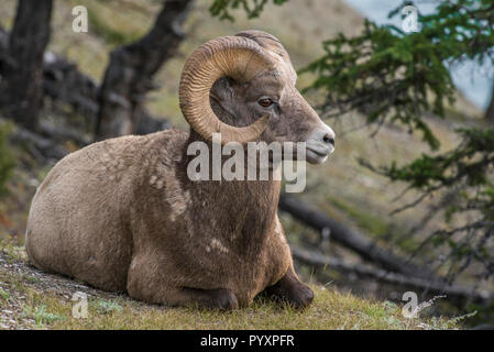 Dickhornschafe Rams (Ovis canadensis), Jasper NP, Alberta, Kanada, von Bruce Montagne/Dembinsky Foto Assoc Stockfoto