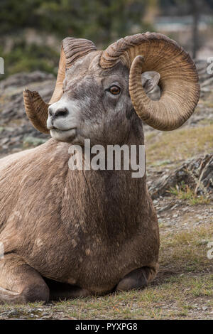 Dickhornschafe Rams (Ovis canadensis), Jasper NP, Alberta, Kanada, von Bruce Montagne/Dembinsky Foto Assoc Stockfoto