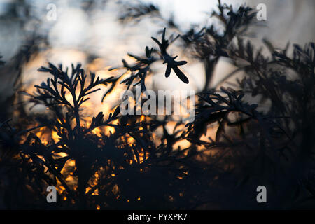 Artemisia mit Sonnenuntergang durch die Blätter kommen Stockfoto