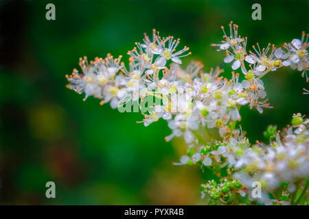 Mädesüß Filipendula ulmaria. Blumen in den natürlichen Hintergrund. Stockfoto