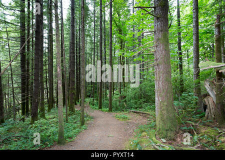 Nordamerika, Kanada, British Columbia, Vancouver Island, Elk Falls Provincial Park, Millennium-Wanderweg Stockfoto