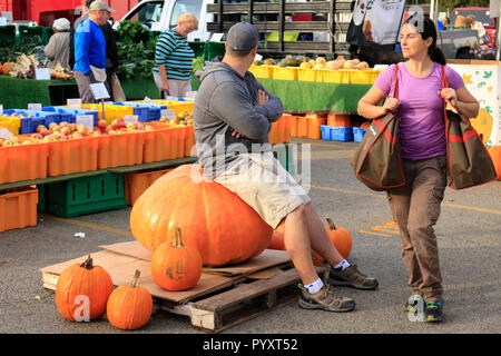 Mann sitzt auf riesigen PUMKIN. Oak Park Farmers Market. Oak Park, Illinois. Stockfoto