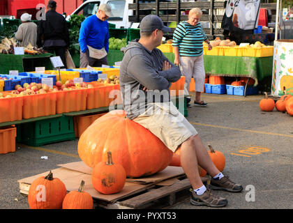 Mann sitzt auf riesigen PUMKIN. Oak Park Farmers Market. Oak Park, Illinois. Stockfoto