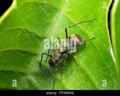 Makrofotografie von Ant nachahmen Jumping Spider im Web auf grünem Blatt Stockfoto