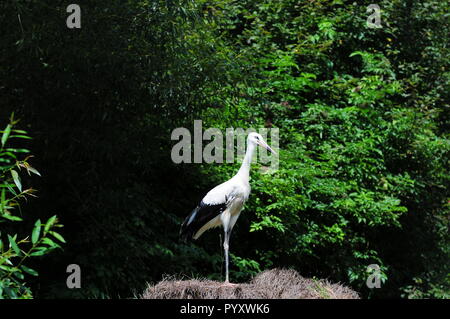 Junge Weißstorch (Ciconia ciconia) auf ein Bündel Heu. Stockfoto