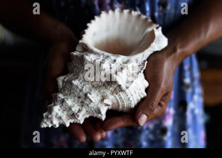 In der Nähe von Frau Hände ziemlich Holding, weiße Muschel Stockfoto