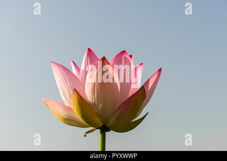 Eine rosafarbene Lotusblume (lat. Nelumbo nucifera) blühen, gegen den blauen Himmel gesehen, in einem Feld am Dal Lake Stockfoto