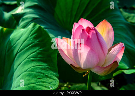 Eine rosafarbene Lotusblume (lat. Nelumbo nucifera) blühende, grüne Blätter umgeben, in einem Feld am Dal Lake Stockfoto