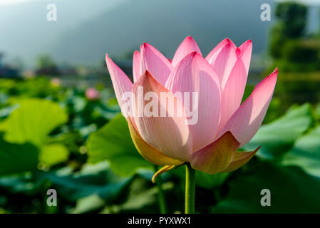 Eine rosafarbene Lotusblume (lat. Nelumbo nucifera) blühen in vielen anderen in ein Feld auf Dal Lake Stockfoto