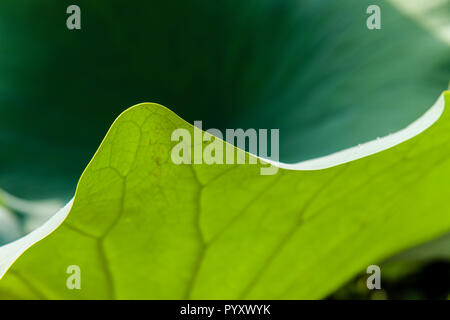 Der curvy Rand einer grün Verlassen eines Pink Lotus Blume (lat. Nelumbo nucifera), gesehen am Dal Lake Stockfoto