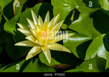 Eine gelbe weiße Lilie (lat. Nymphaeaceae) blühen, umgeben von grünen Blättern, in einem Feld am Dal Lake Stockfoto