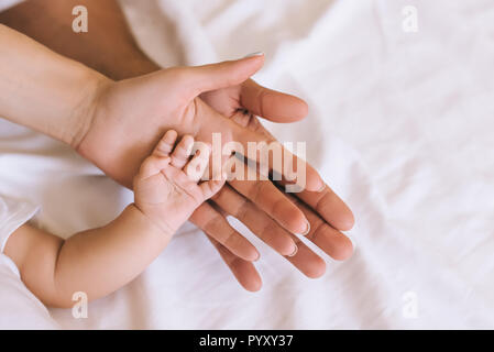 7/8 Schuß von Händen der Eltern und Baby vor einem weißen Tuch Stockfoto