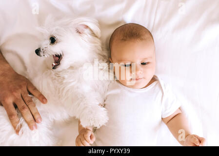 Blick von oben auf die adorable Baby Boy im Bett liegend mit bichon Hund während Vater mit ihm spielen Stockfoto