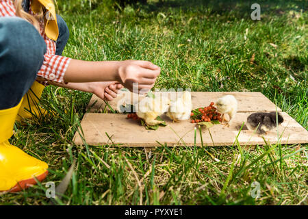 Zugeschnittenes Bild des kleinen Mädchens feeding baby Küken von Rowan auf Holzbrett im Freien Stockfoto