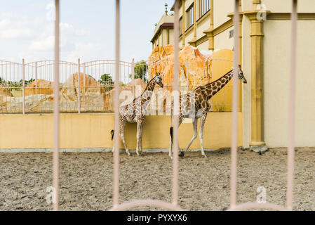 Afrikanischer Giraffen im Zoo Stockfoto