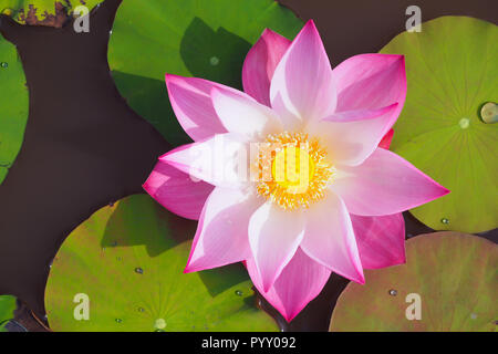 Wunderschöne Lotus Blume im Fluss, Ansicht von oben Stockfoto