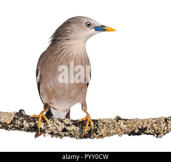 Kastanien-tailed Starling thront auf einem Zweig - Sturnia malabarica Stockfoto