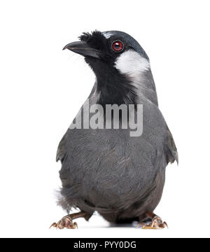 Black-throated Laughingthrush - Garrulax chinensis - isoliert auf weißem Stockfoto