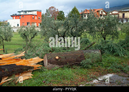 Reggello, Provinz Florenz. Hohe Valdarno. Italien - Oktober 30th, 2018-Straße Grenze Bäume von heute wind Sturm beschädigt, die stärkste seit Jahrzehnten. Stockfoto