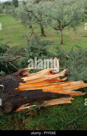 Reggello, Provinz Florenz. Hohe Valdarno. Italien - Oktober 30th, 2018-Straße Grenze Bäume von heute wind Sturm beschädigt, die stärkste seit Jahrzehnten. Stockfoto