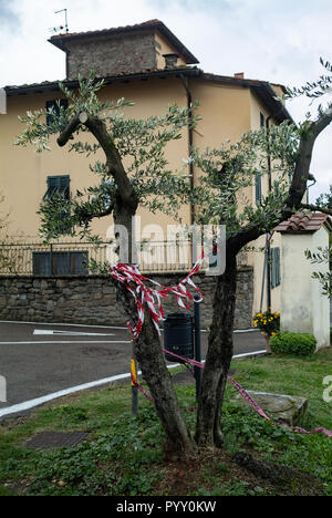 Reggello, Provinz Florenz. Hohe Valdarno. Italien - Oktober 30th, 2018-Straße Grenze Bäume von heute wind Sturm beschädigt, die stärkste seit Jahrzehnten. Stockfoto