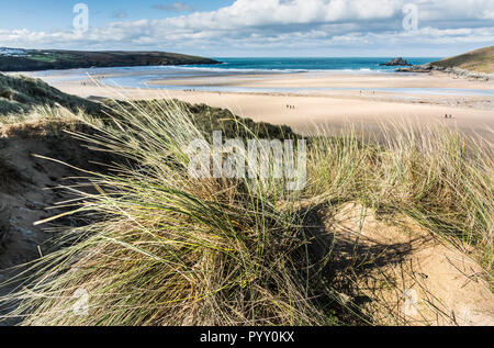 Ammophila marram Gras wachsen auf dem Sand dune-System mit Blick auf Crantock Beach in Newquay in Cornwall. Stockfoto