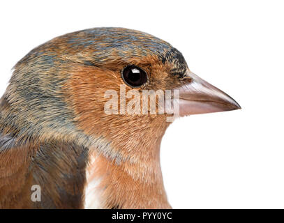 Nahaufnahme eines männlichen Gemeinsame Buchfink - Fringilla coelebs Stockfoto