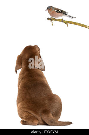 Labrador Retriever Welpen sitzen und die Suche nach einer gemeinsamen Buchfink thront auf einem Zweig, isoliert auf weißem Stockfoto