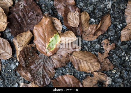 Verwelkte Blätter im Herbst mit sichtbaren Farbpigmente liegen auf Asphaltstraße, Luxemburg, Mitteleuropa Stockfoto