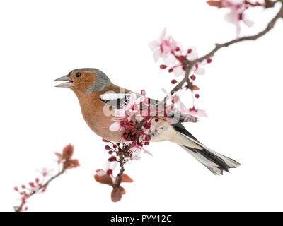 Gemeinsame Buchfink auf Zweig, Singen, isoliert auf weißem thront - Fringilla coelebs Stockfoto