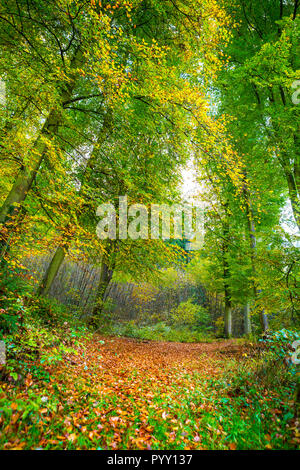 Waldweg im späten September, Luxemburg, Mitteleuropa Stockfoto