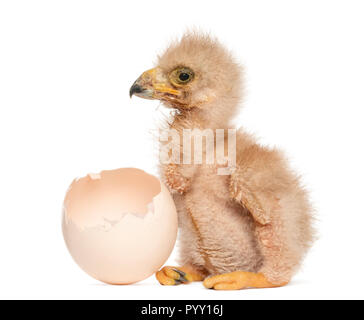 Young Harris Hawk's neben dem Ei, aus dem er geschlüpft, 3 Tage alt, isoliert auf weißem Stockfoto