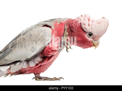 Rose-breasted Cockatoo (2 Jahre alt) isoliert auf weiss Stockfoto