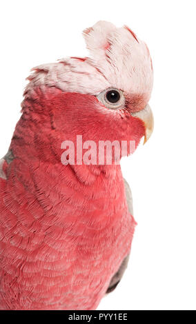 Rose-breasted Cockatoo (2 Jahre alt) isoliert auf weiss Stockfoto