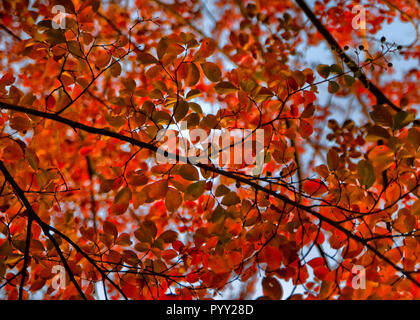 Blätter ändern Farben auf einem Bradford Pear Tree im Herbst Jahreszeit in Columbus, Mississippi. Stockfoto