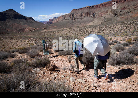 Wanderer durchqueren die Wüstenstrecke im Surprise Valley auf der Nordseite des Grand Canyon. Stockfoto