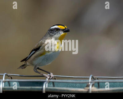 ​Striated Pardalote (Pardalotus striatus) ist Race ubstriatus' Stockfoto