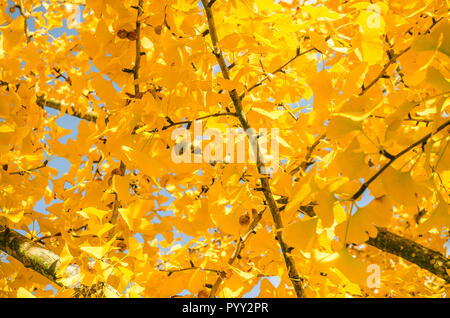 Ein ginkgo biloba Baum zeigt eine Überdachung der gelben Blätter, 13. November 2011 in Columbus, Mississippi. Stockfoto